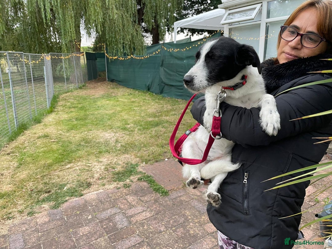 Mixed Breed dogs for adoption: Beautiful & Gentle LALY - for a Loving Home - Image 2