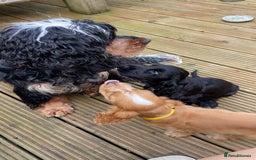 Cocker Spaniel dogs for sale: Show cocker spaniel pups  - Image 17