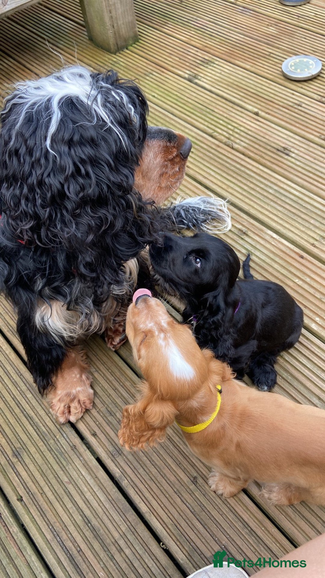 Cocker Spaniel dogs for sale: Show cocker spaniel pups  - Image 17