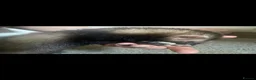 Ferret rodents for sale: Jill ferrets  in Bootle - Advert 4