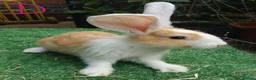 Continental Giant rabbits for sale: PURE Continental Giants VACCINATED 3 IN 1 RESERVE  - Advert 8