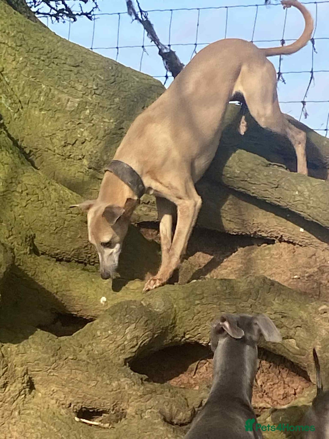 Whippet dogs for sale: 4 beautiful whippet puppies - Advert 29