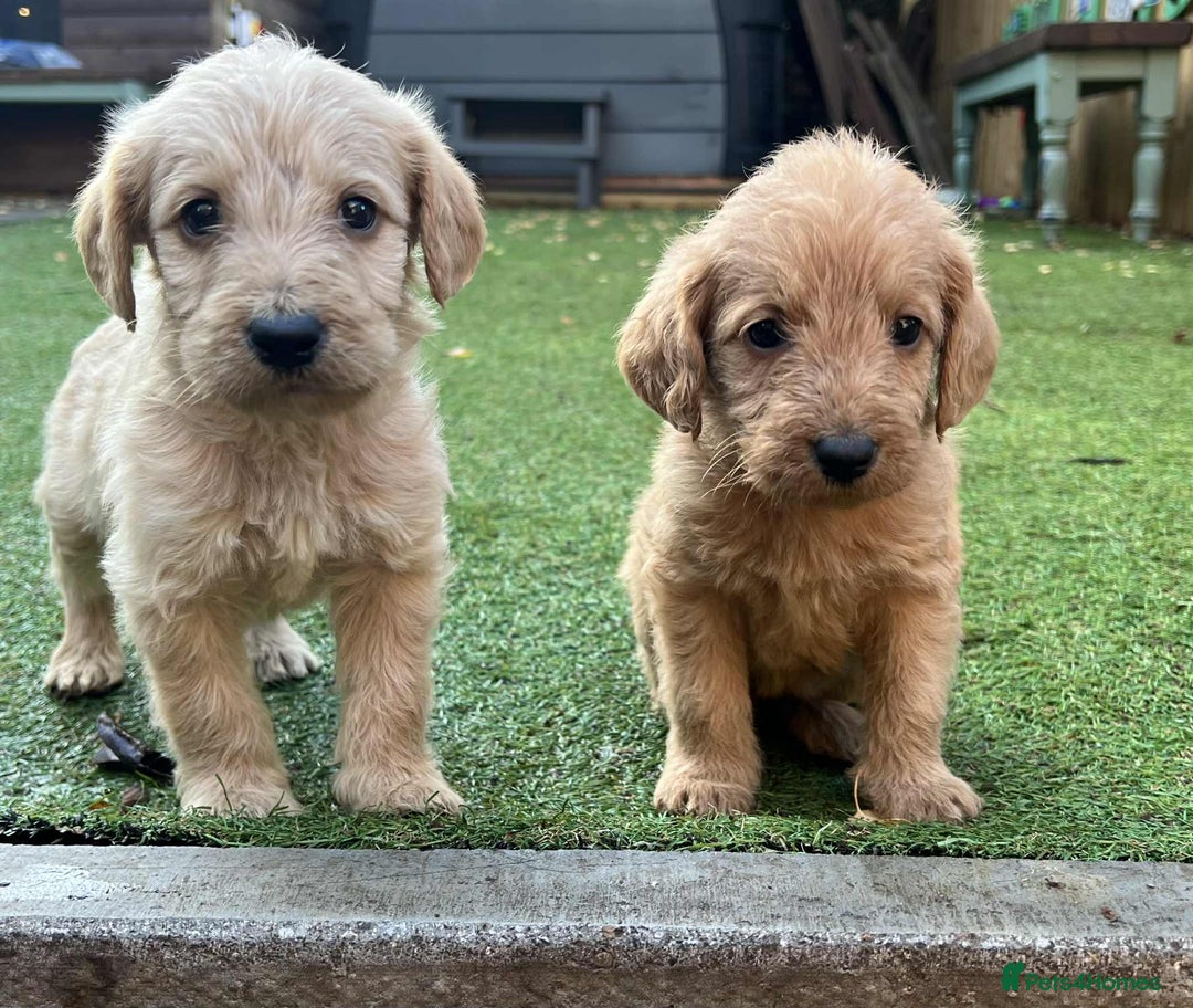Labradoodle dogs for sale: Ready to go! gorgeous Teddy-Labradoodles - Advert 1