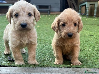 Labradoodle dogs Ready to go Wednesday! gorgeous Labradoodles - Advert 5