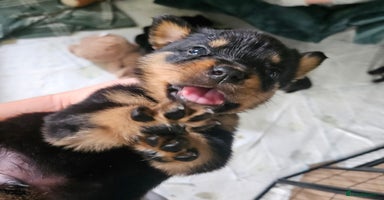Rottweiler dogs - Advert 8