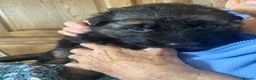 German Shepherd dogs for sale: German Shepherd puppies – Kennel Club registered - Advert 14