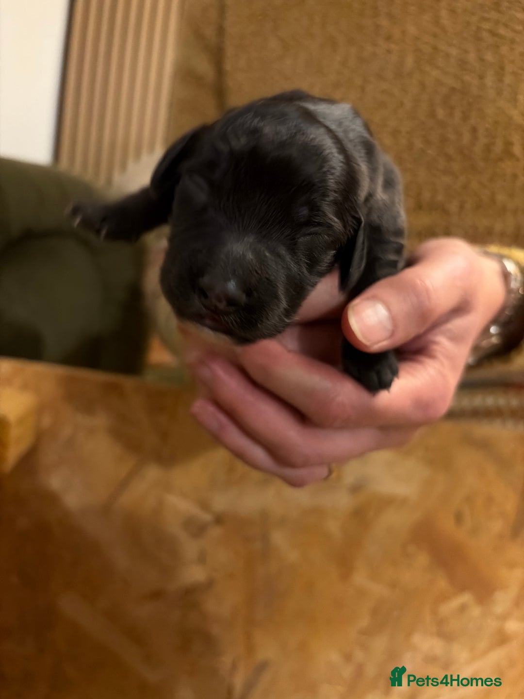 Cocker Spaniel dogs for sale: 6 Working Cocker pups KC registered - Advert 14