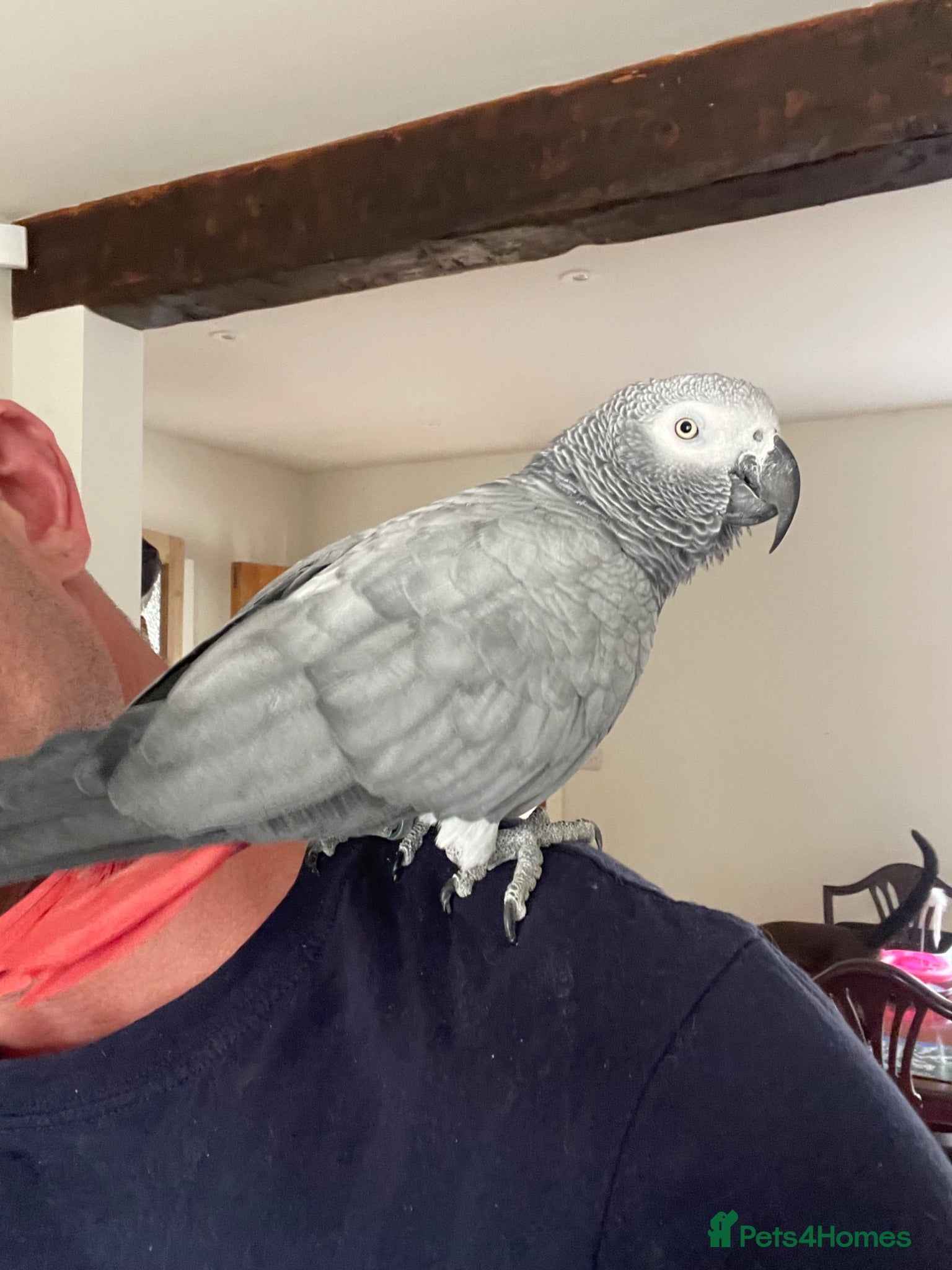 Parrots birds Super friendly African grey.  - Advert 5