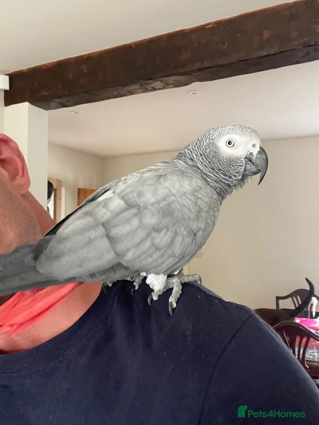 Parrots birds for sale: Super friendly African grey.  in Melton Mowbray - Advert 1