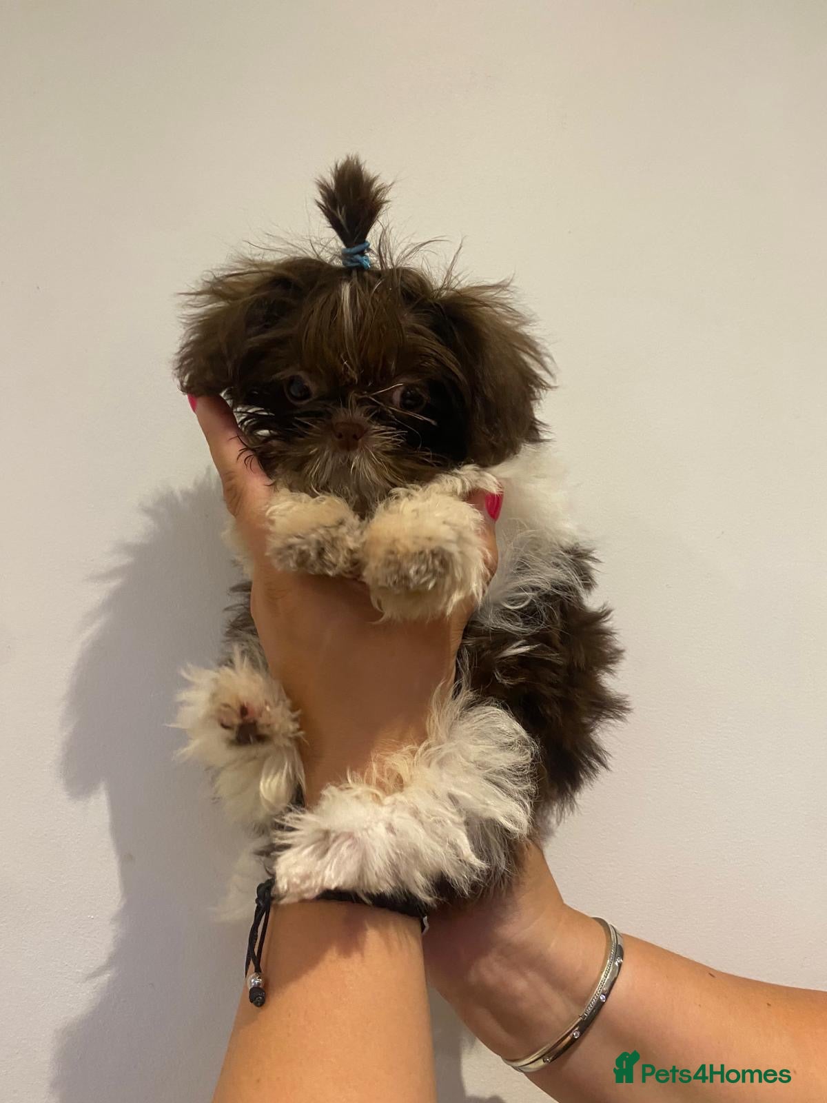 Shih Tzu dogs Last two READY NOW!!   - Advert 12