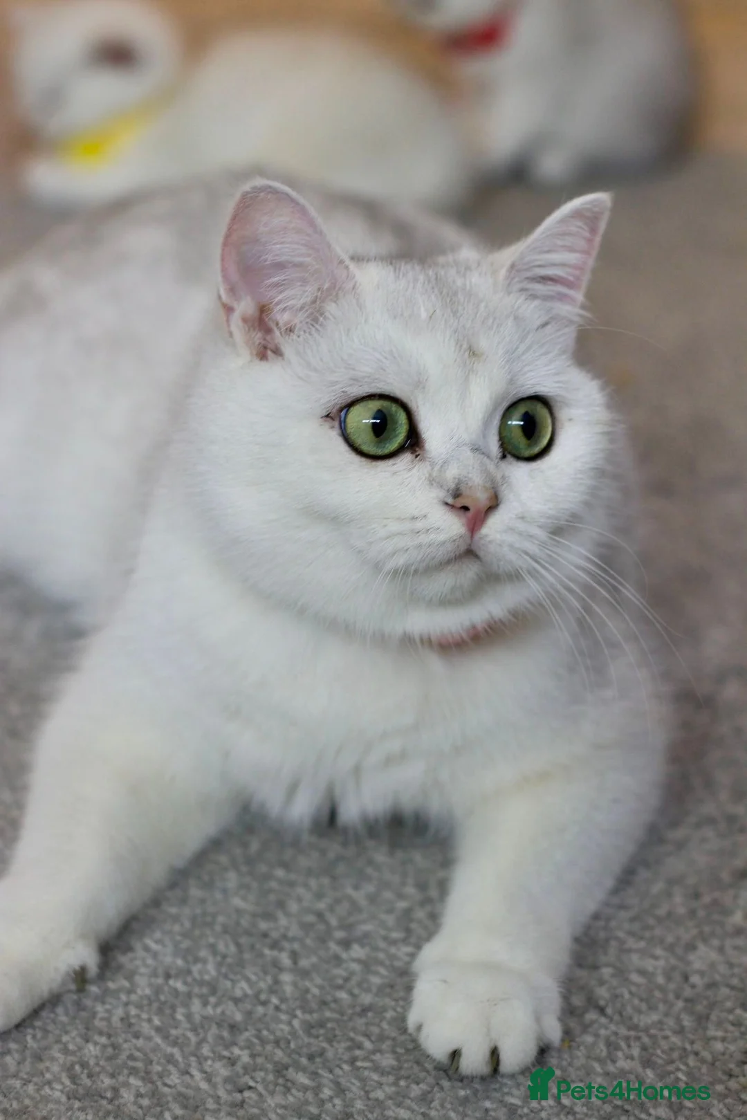 British Shorthair cats for sale: Rare Silver British Shorthair Chinchilla Kittens in Wishaw - Advert 1