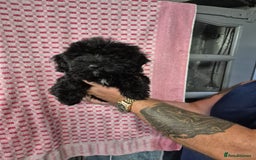 Mixed Breed dogs for sale: Chinese crested X toy poodle (crestipoo) - Image 1