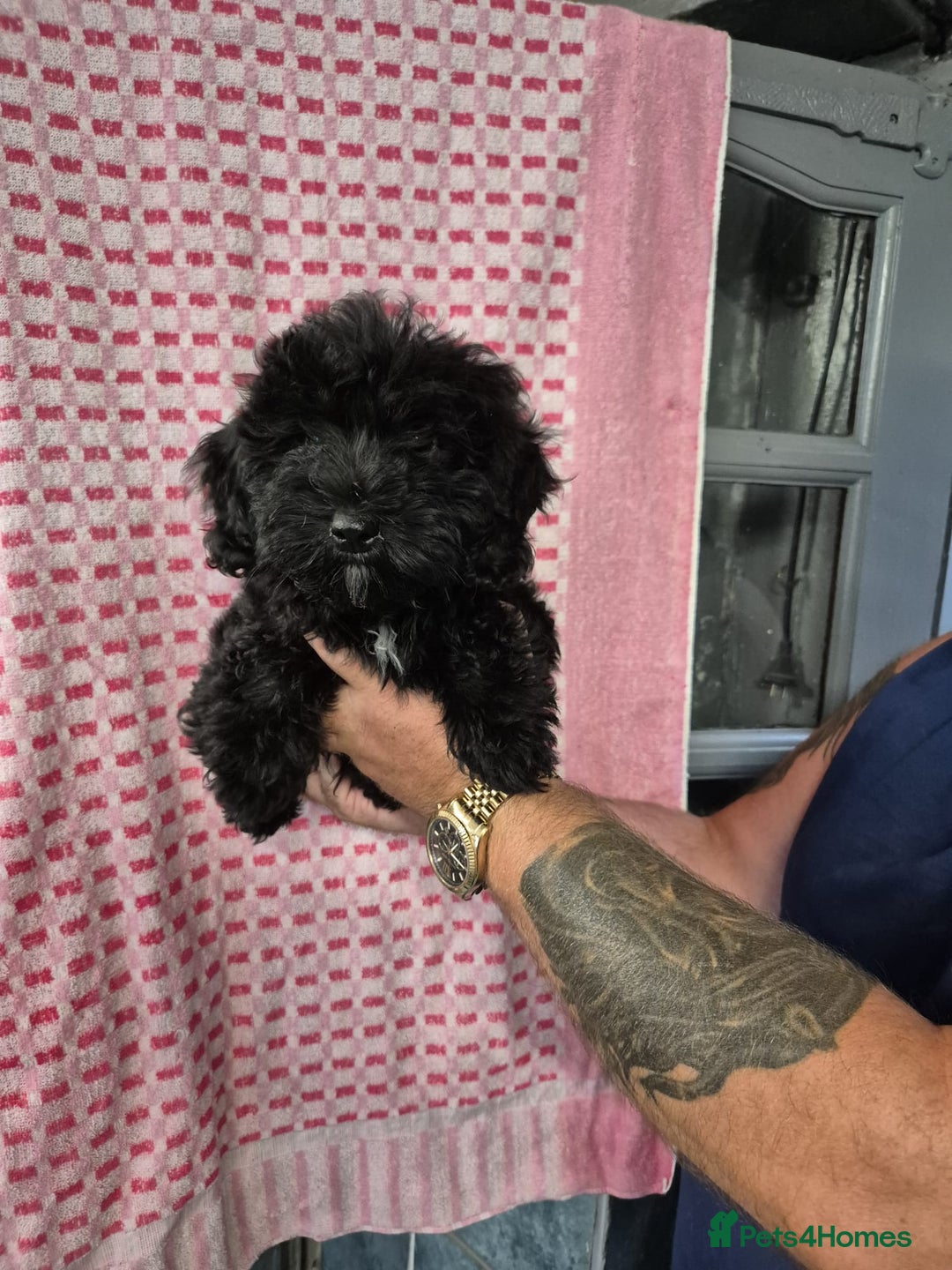 Mixed Breed dogs for sale: Chinese crested X toy poodle (crestipoo) - Image 1