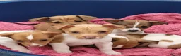 Jack Russell dogs for sale: Beautiful Jack Russell puppies - Advert 15