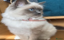 Ragdoll cats for sale: 2 Mink & 1 Blue Point Fluffy Babies  - Image 2