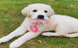 Golden Retriever dogs for sale: Retriever Puppy Looking for Her Forever Home - Image 5
