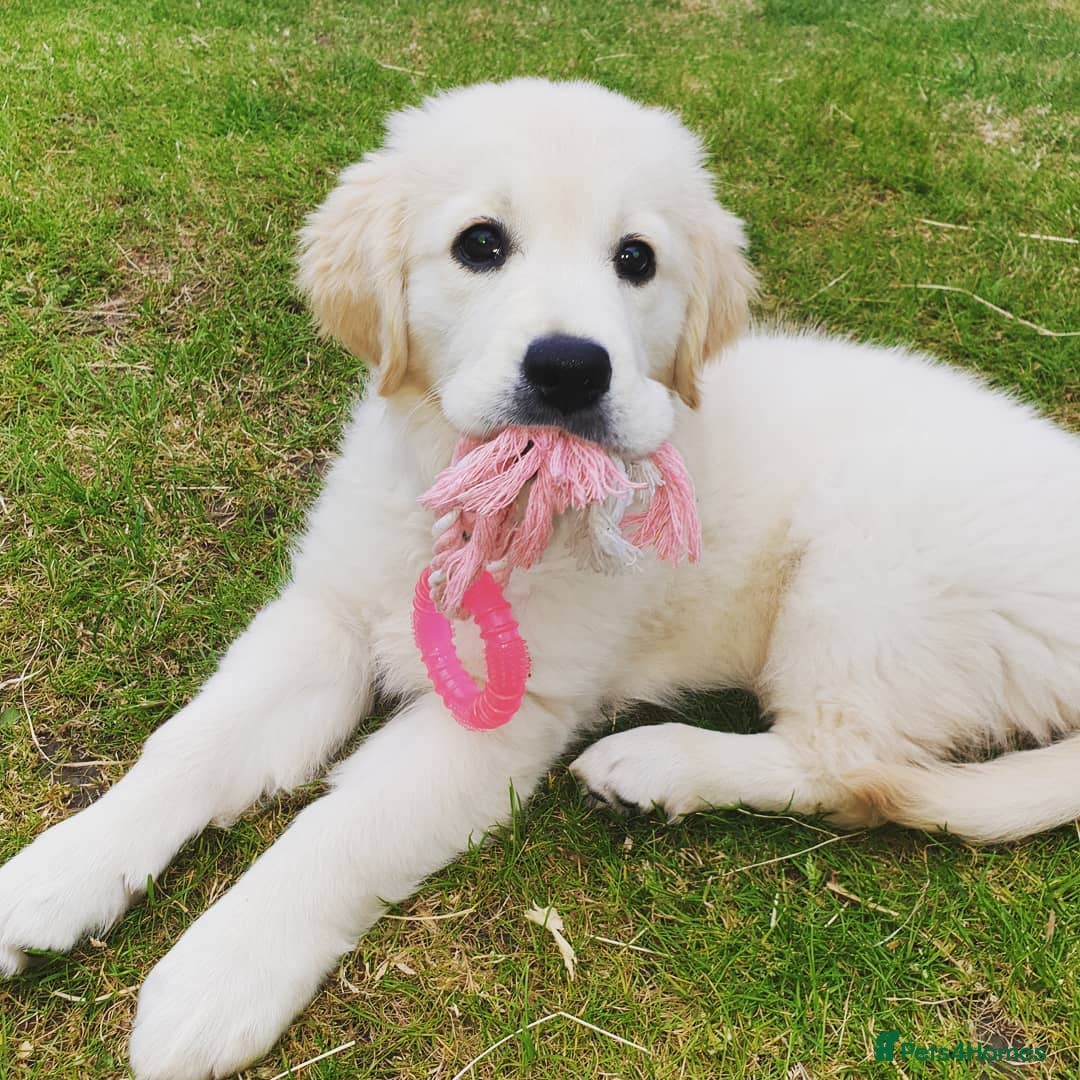 Golden Retriever dogs for sale: Retriever Puppy Looking for Her Forever Home - Image 5