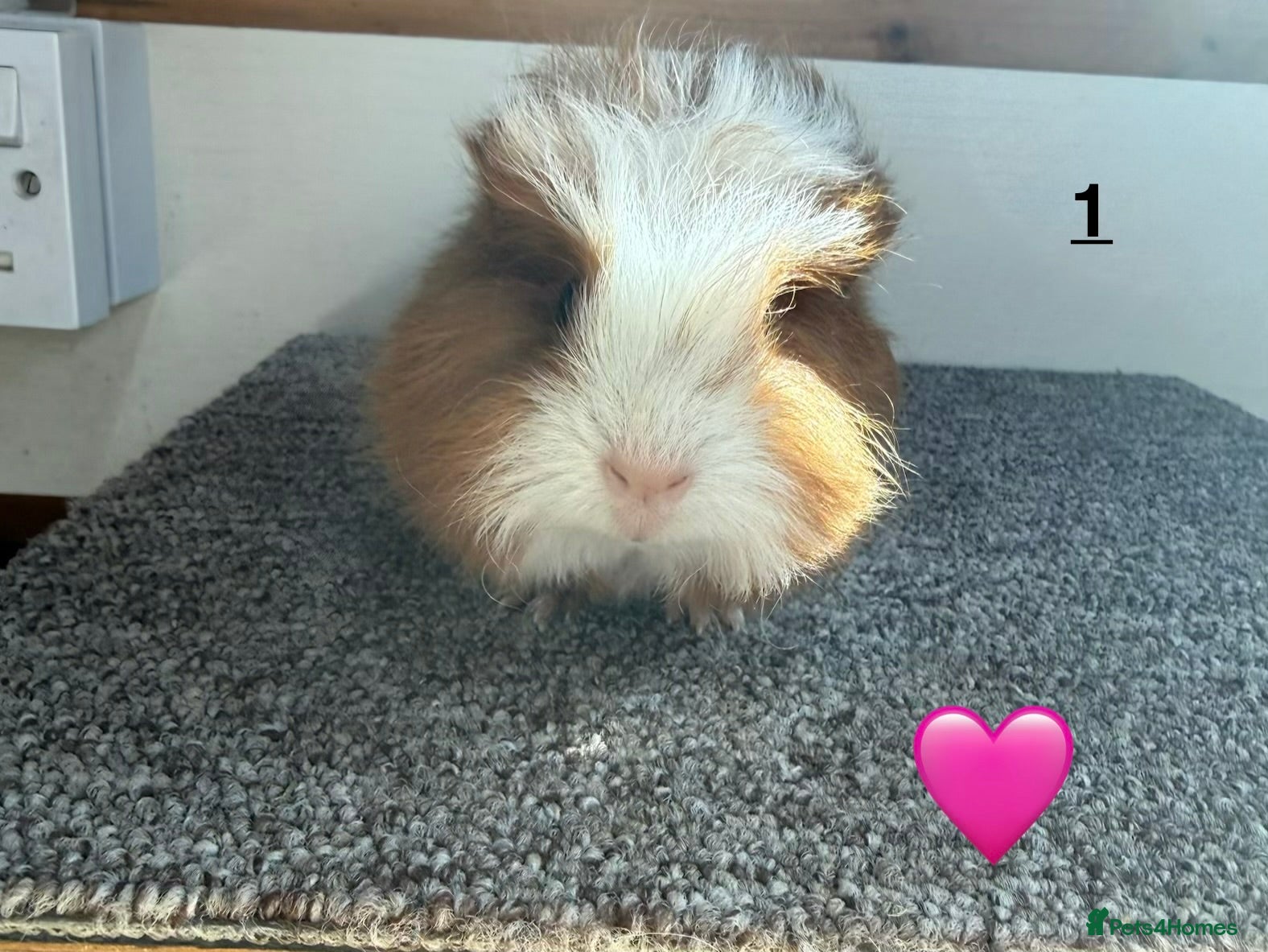 Guinea Pig rodents Swiss Boars & Sows - Advert 1