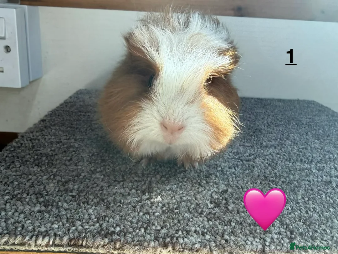 Guinea Pig rodents for sale: Swiss Boars & Sows - Advert 1