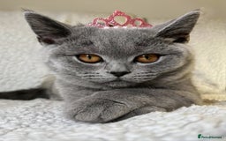 British Shorthair cats for sale: Adorable British Shorthair Kittens — READY TO GO! - Advert 9