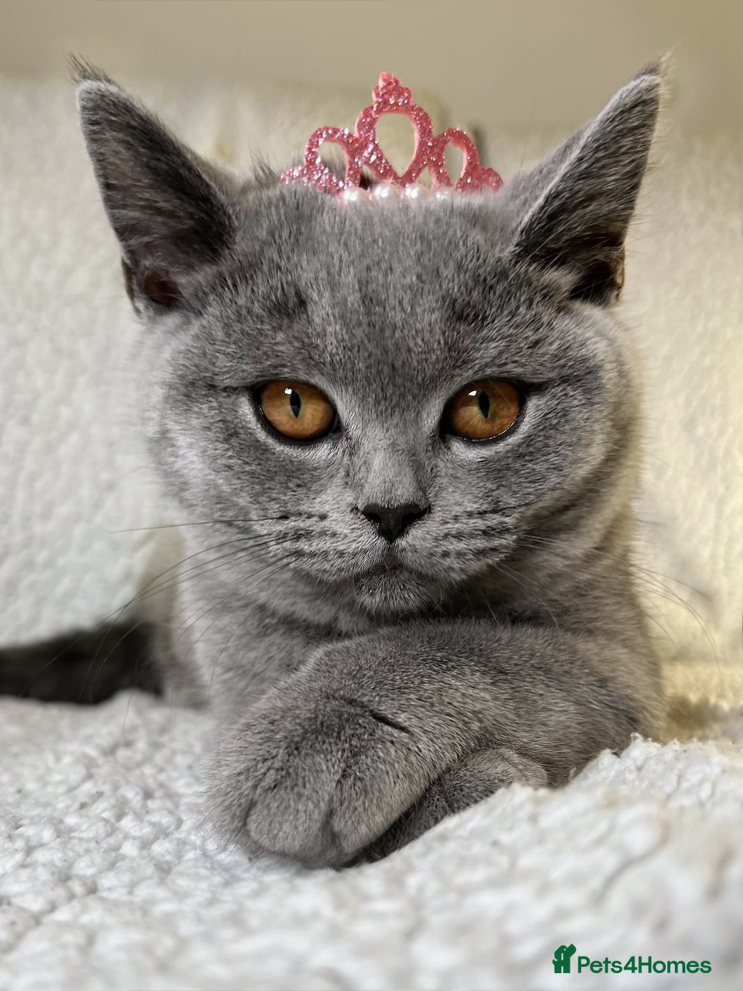 British Shorthair cats for sale: Adorable British Shorthair Kittens — READY TO GO! - Advert 9