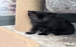 Mixed Breed cats for sale: Siamese/ragdoll/Scottish fold  - Image 13
