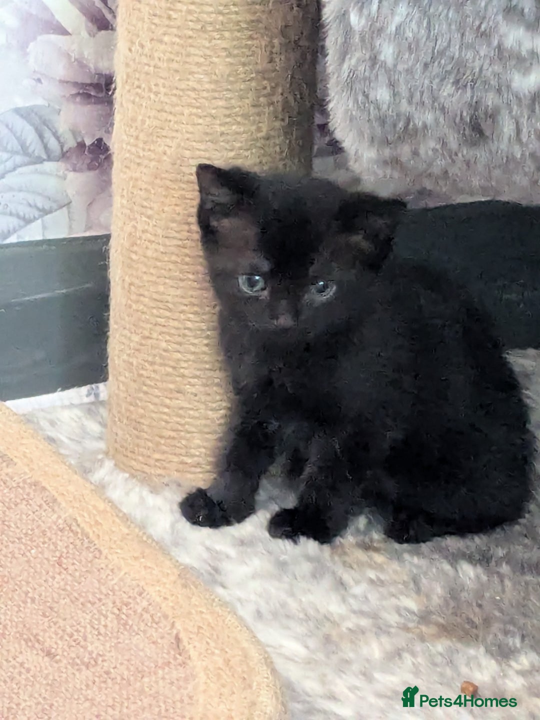 Mixed Breed cats for sale: Siamese/ragdoll/Scottish fold  - Image 13