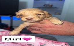 Mixed Breed dogs for sale: Cockalier Puppies🐶 - Image 3