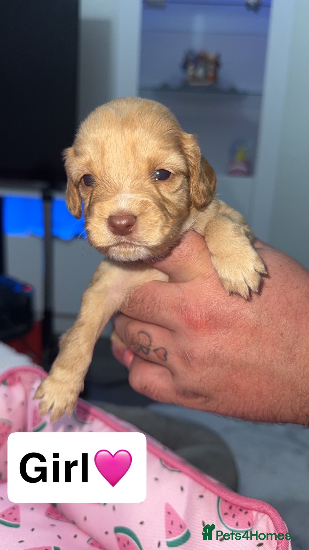 Mixed Breed dogs for sale: Cockalier Puppies🐶 - Image 3