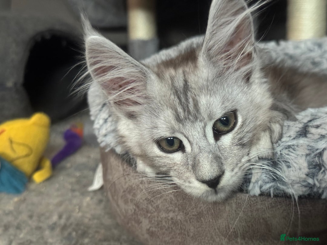 Maine Coon cats for sale: Full pedigree Maine Coon boys - Image 5