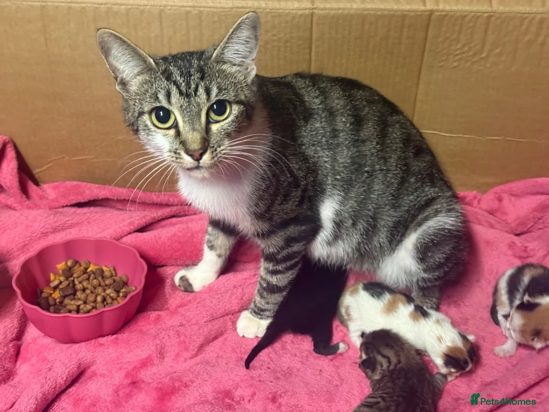 Mixed Breed cats for sale: Kittens  in Ross-on-Wye - Advert 2