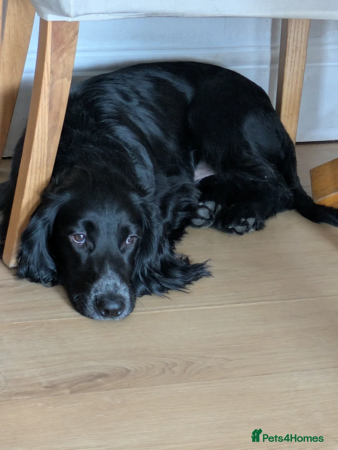 Cocker Spaniel dogs for sale: Cocker spaniel boy  - Advert 2