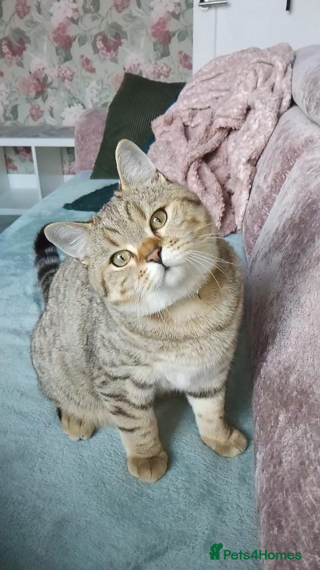 British Shorthair cats for sale: Tiger- Golden spotted tabby  - Advert 18