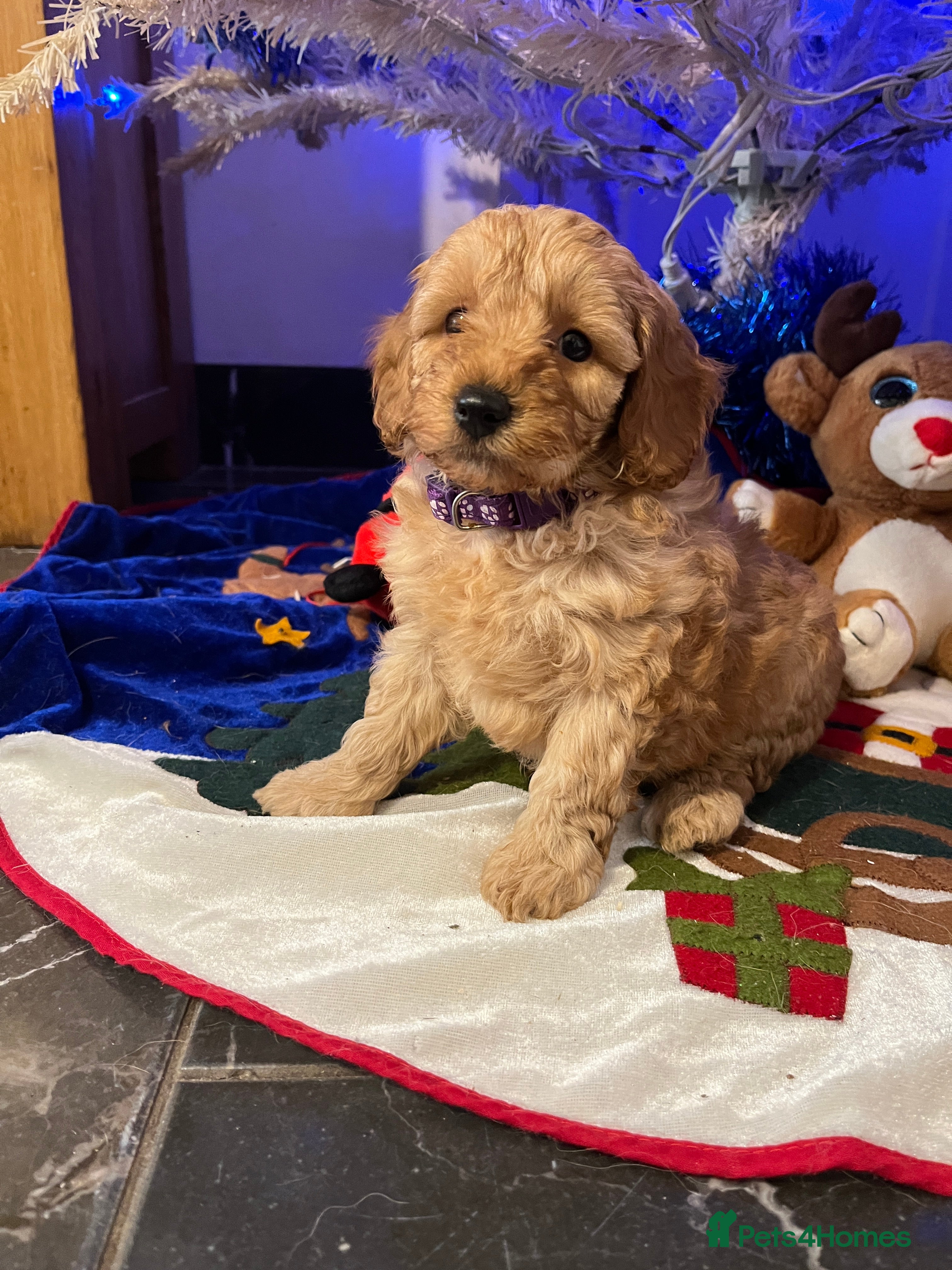 Cavapoochon dogs Cavapoochon Pups. Only 1 pup left .DNA Parents.  - Advert 4