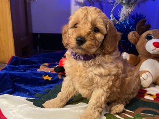 Cavapoochon dogs Cavapoochon Pups. Only 1 pup left .DNA Parents. - Advert 2