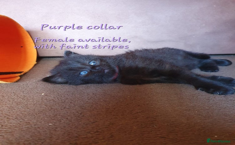 Turkish Angora cats - Advert 2