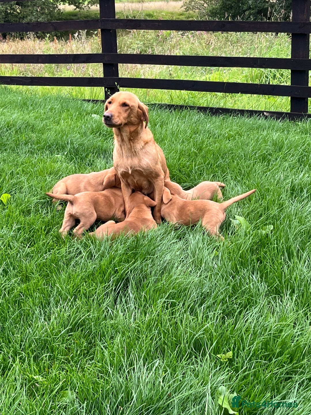 Labrador Retriever dogs for sale: Working Labrador pups  - Image 7