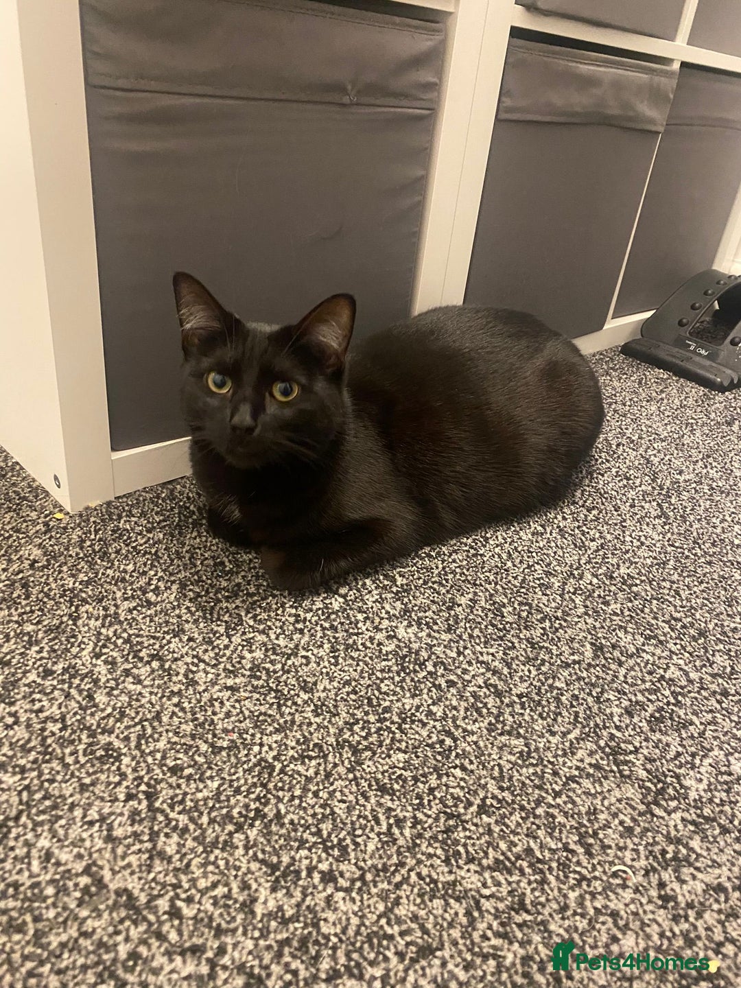 British Shorthair cats for sale: Loki and Hazel selling as a pair - Advert 10