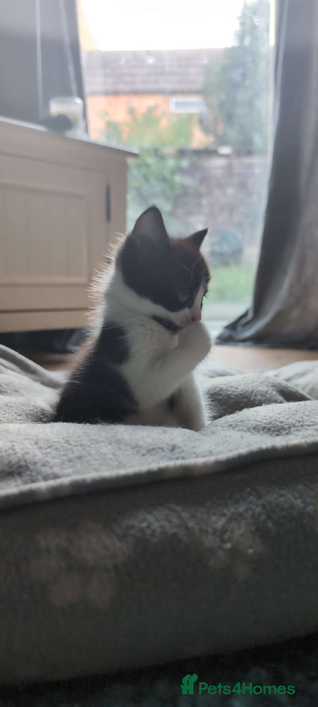British Longhair cats for sale: Beautiful gorgeous kittens for sale - Image 11