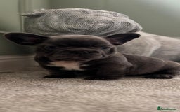 Mixed Breed dogs for sale: Mini bully's  - Image 2