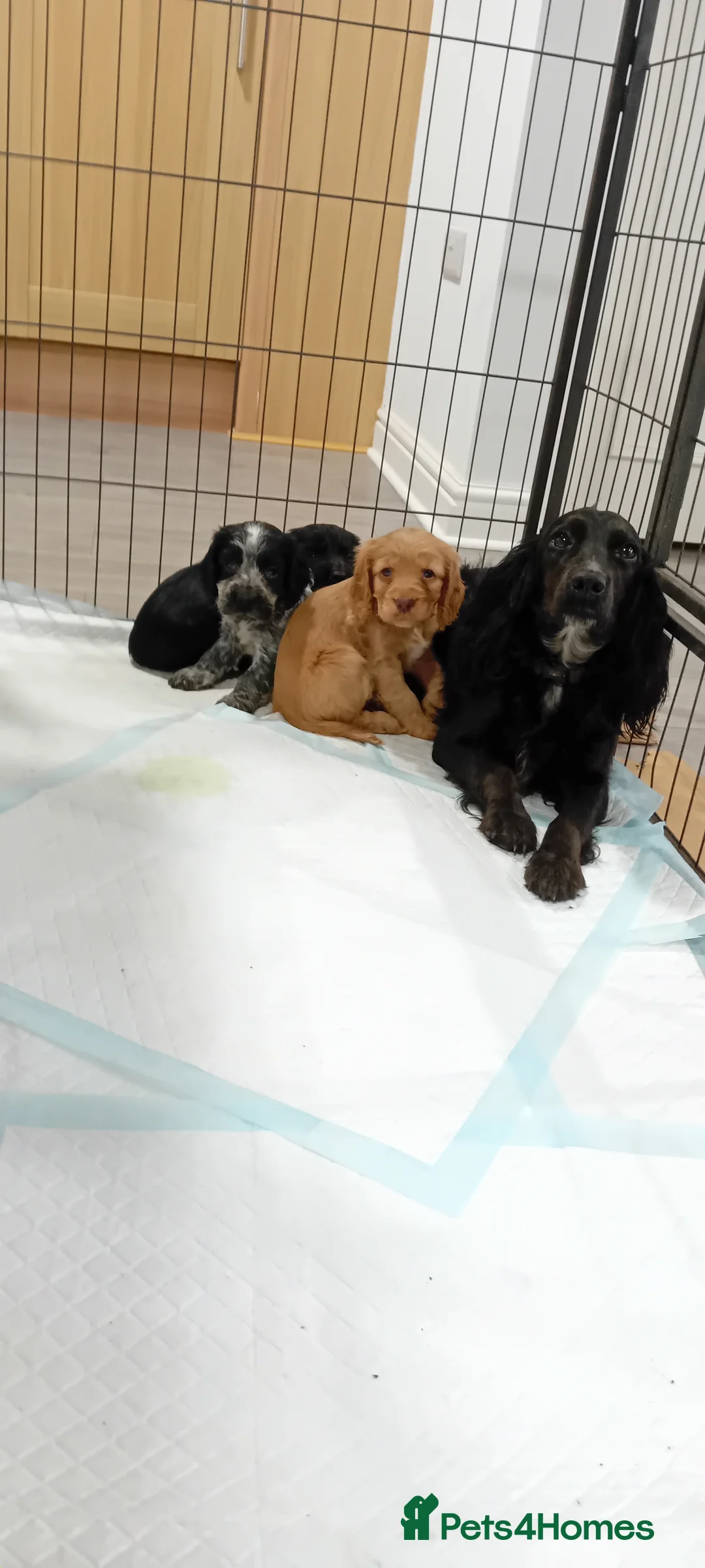 Cocker Spaniel dogs for sale: QUALITY COCKER SPANIAL PUPPIES - VARIOUS COLOURS - Advert 14
