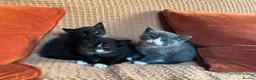 Mixed Breed cats for sale: Gorgeous mixed breed kittens in London - Advert 4