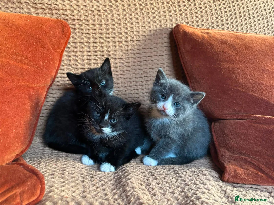 Mixed Breed cats for sale: Gorgeous mixed breed kittens in London - Advert 4