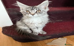 Maine Coon cats for sale: Maine Coon Kittens in Greenford - Image 35