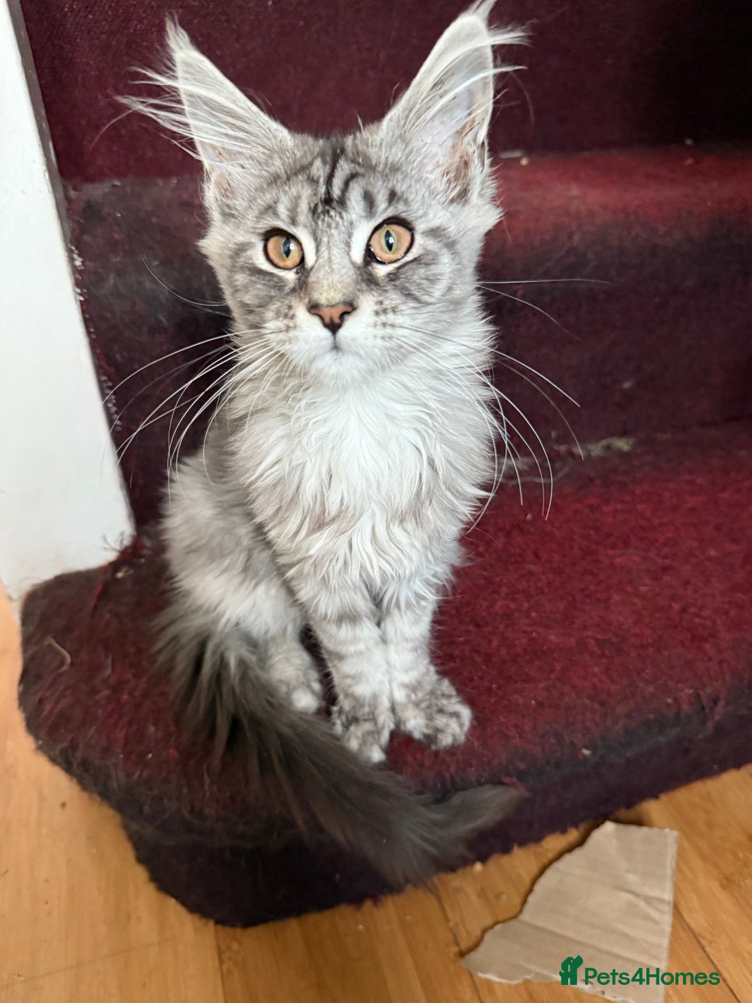 Maine Coon cats for sale: Maine Coon Kittens in Greenford - Image 35