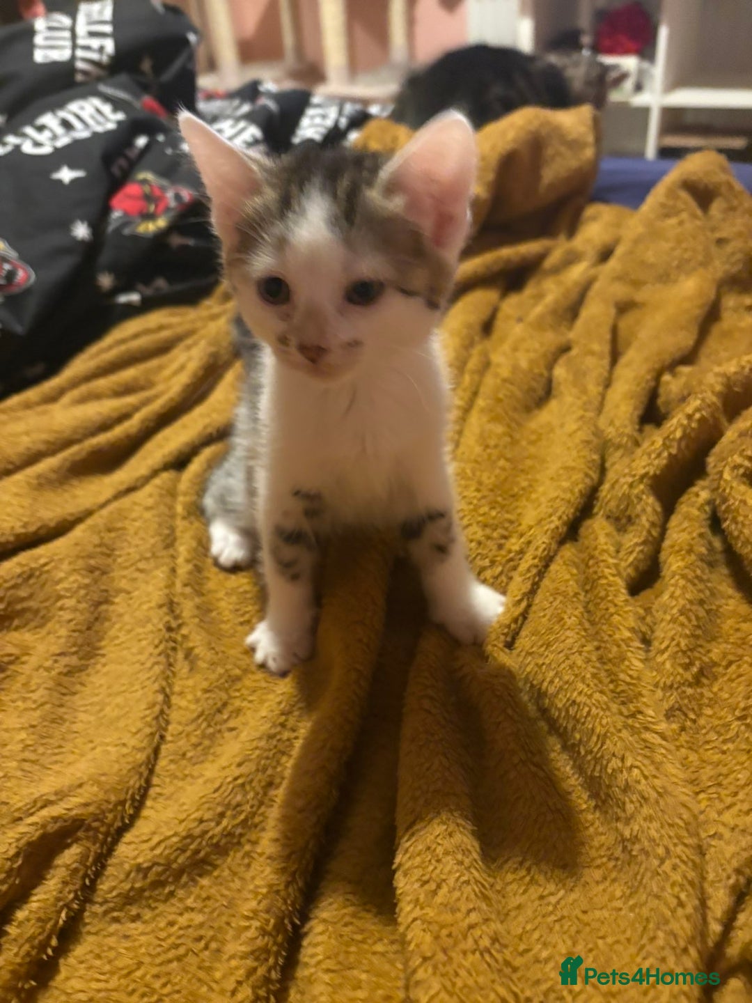 Mixed Breed cats for sale: SelkirkRex mum/Tabby Dad, 1 Kitten left available  - Advert 3