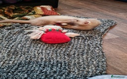 Ferret rodents for sale: Mia ferret - Image 6