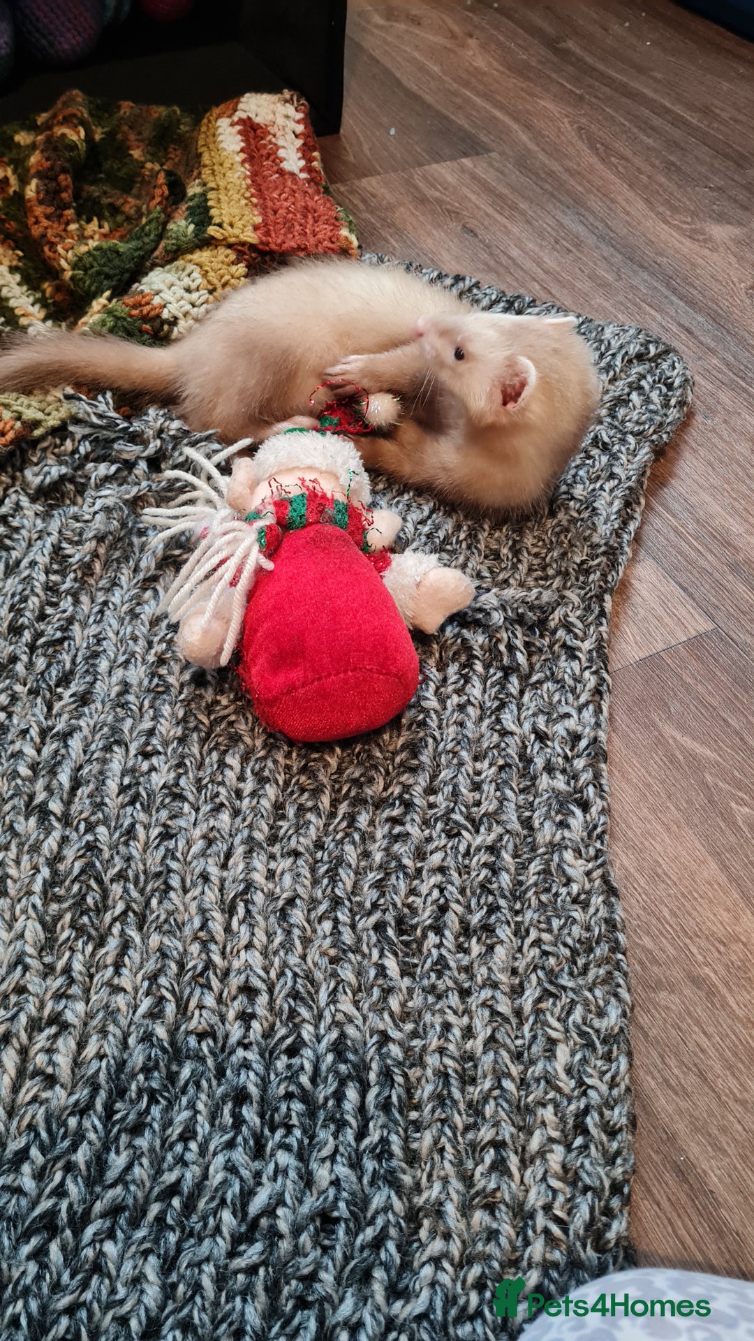 Ferret rodents for sale: Mia ferret - Image 6