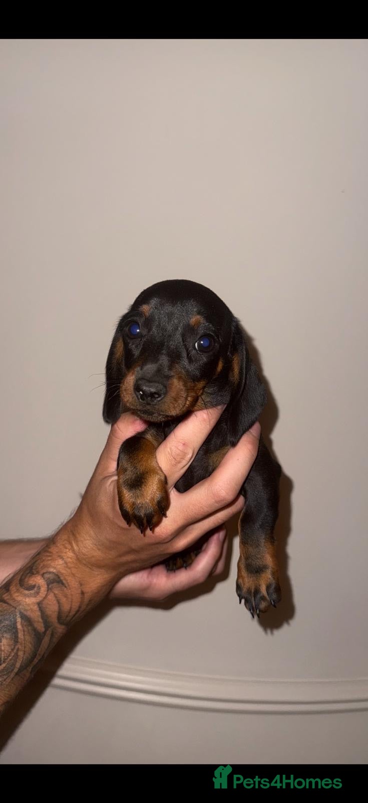 Miniature Dachshund dogs ready to leave kc miniature dachshunds  - Advert 2