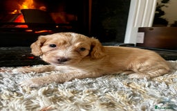Cockapoo dogs for sale: Cockapoo Puppies Looking For 5* Homes  - Image 3